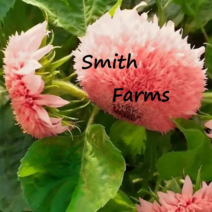 50+ Seeds Pink Pooh Sunflowers Large Flower Blooms Planting Garden - £5.80 GBP