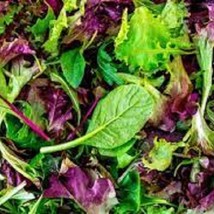 Gourmet Mesclun Leaf Lettuce Mix Organic Seeds This Mesclun Blend Is The Type No - $8.99