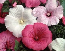 SR12Store 20 Lavatera Flower Seeds Mix Rose Mallow Perennial Early Spring Bloom  - £7.92 GBP