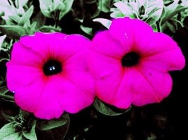 BPA 1000 Seeds Shanin Petunia Integrifolia Violacea Pink Purple Wild Flower From - £7.91 GBP