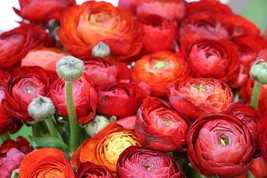 Ranunculus Aviv Red color, Persian rose cherry red blooms, Asian butterc... - £11.72 GBP
