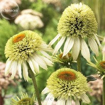 Coconut Lime&#39; Echinacea 100 Seeds coneflower single row of green out petals w/ a - £6.97 GBP
