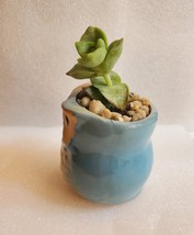 Succulent in Ceramic Owl Planter, Crassula String of Buttons, 2.5" Animal Pot image 7