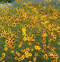 USA Seller Fresh Plains Coreopsis Calliopsis Native Wildflower FullpartSun 500 S - £5.95 GBP