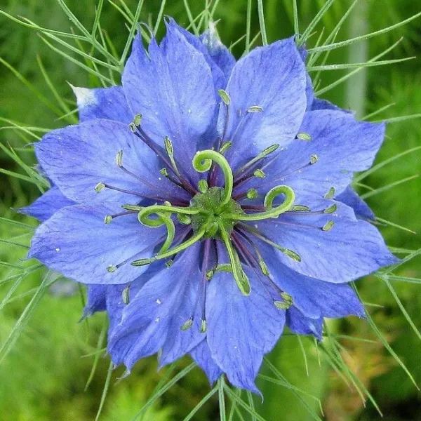 Nigella Seeds Love In A Mist Double Blue 100 Seeds Fresh Garden - $11.95