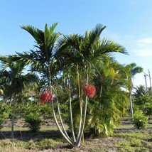 Alexander Palm Tree Seeds - £5.58 GBP