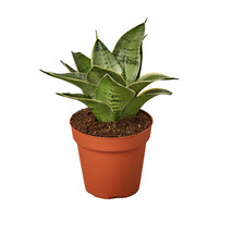 4&quot; Pot Snake Plant Starlight - Houseplant - living room - Gardening - FREE SHIP - £32.42 GBP