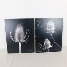 2 Black &amp; White Thistle Foam Mounted Signed D Carlton Photo Pacific NW A... - £6.17 GBP