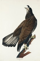 12114.Poster print or Canvas wall decor interior design.Audubon bird.Eagle - £12.94 GBP+