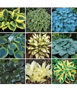hosta plants Hosta Dream Weaver Potted Plant  - $17.37 CAD