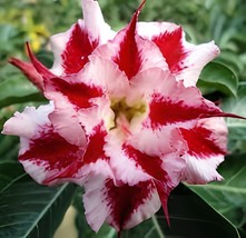 4 Seeds Desert Rose Adenium Bonsai White Single Flowers with Rose Red Edge - £9.22 GBP