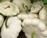 White Bush Scallop Squash Seeds 25 Garden Summer Squash Pattypan Fast Sh... - £7.22 GBP