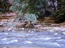 1970 Zion National Deer in Rapid Creek Utah Kodachrome 35mm Slide - £4.35 GBP
