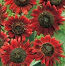 MBK Velvet Queen Sunflower 20 Seeds Bulk Seeds - $9.06