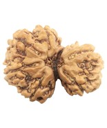 Rare Super Collector 6 Mukhi Gauri Shankar Rudraksha - Nepal - IGL Certi... - €641,67 EUR Rare Super Collector 6 Mukhi Gauri Shankar Rudraksha - Nepal - IGL Certi... - €641,67 EUR