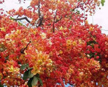 Red Shower Tree Cassia Marginata 5 Seeds - $8.99