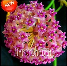 AQL Fuchsia Ball Orchid Hoya Carnosa Flores Potted Seeds Garden Climbing Plants - £7.69 GBP