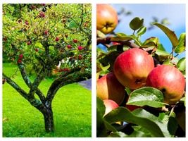 Honeycrisp Apple Tree Bareroot Seedling - 24-36&quot; Tall - Live Plant - £75.50 GBP