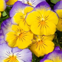 US Seller Viola X Wittrockiana Garden &amp; Ultima Morpho Pansy 10 Seeds Fast Shippi - £11.27 GBP