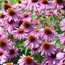 20 CONEFLOWER Purple Seeds Flowers Easy to Grow Floral Garden - $13.75