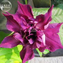Morning Glory Dark Purple Flower Seeds, only one seed - $9.96