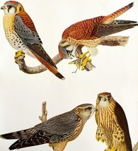 Sparrow Hawk Pigeon Hawk 1936 Bird Art Lithograph Color Plate Print DWU12D - $29.99