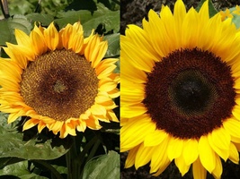 50+ Seeds Sunflower Dwarf Sunspot Yellow Flower ANNUAL - £9.40 GBP