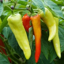 HGBO 200 Seeds Sweet Banana Sweet Hungarian Pepper Seeds Nongmo Heirloom  From U - £6.51 GBP