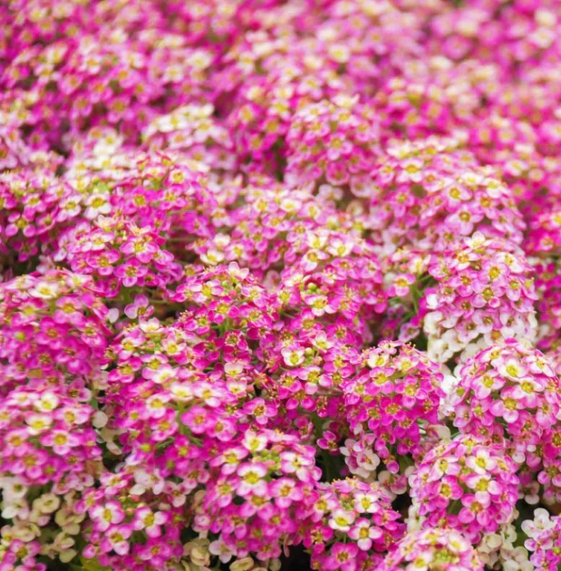 500 Seeds Alyssum Rosie O&#39;day Pink Groundcover Flowers Seeds Non-GMO - $8.39 CAD