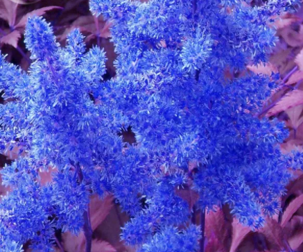 Dark Blue Astilbe Chinensis Perennial Flower Seeds