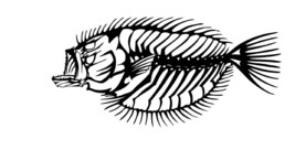 Flounder Bones Design Vinyl Decal Sticker for Laptop Car Window Cups Mai... - €5,99 EUR+