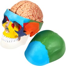 VEVOR Human Skull Model, 8 Parts Brain Human Skull Anatomy, Life-Size Learning S - £72.51 GBP