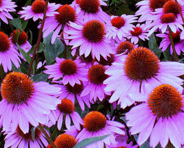 150 Purple Coneflower Echinacea Fresh Harvest  - $11.19