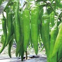 green chili paper seeds, NON GMO, 100 seeds - £9.73 GBP