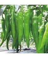 green chili paper seeds, NON GMO, 100 seeds - £9.50 GBP