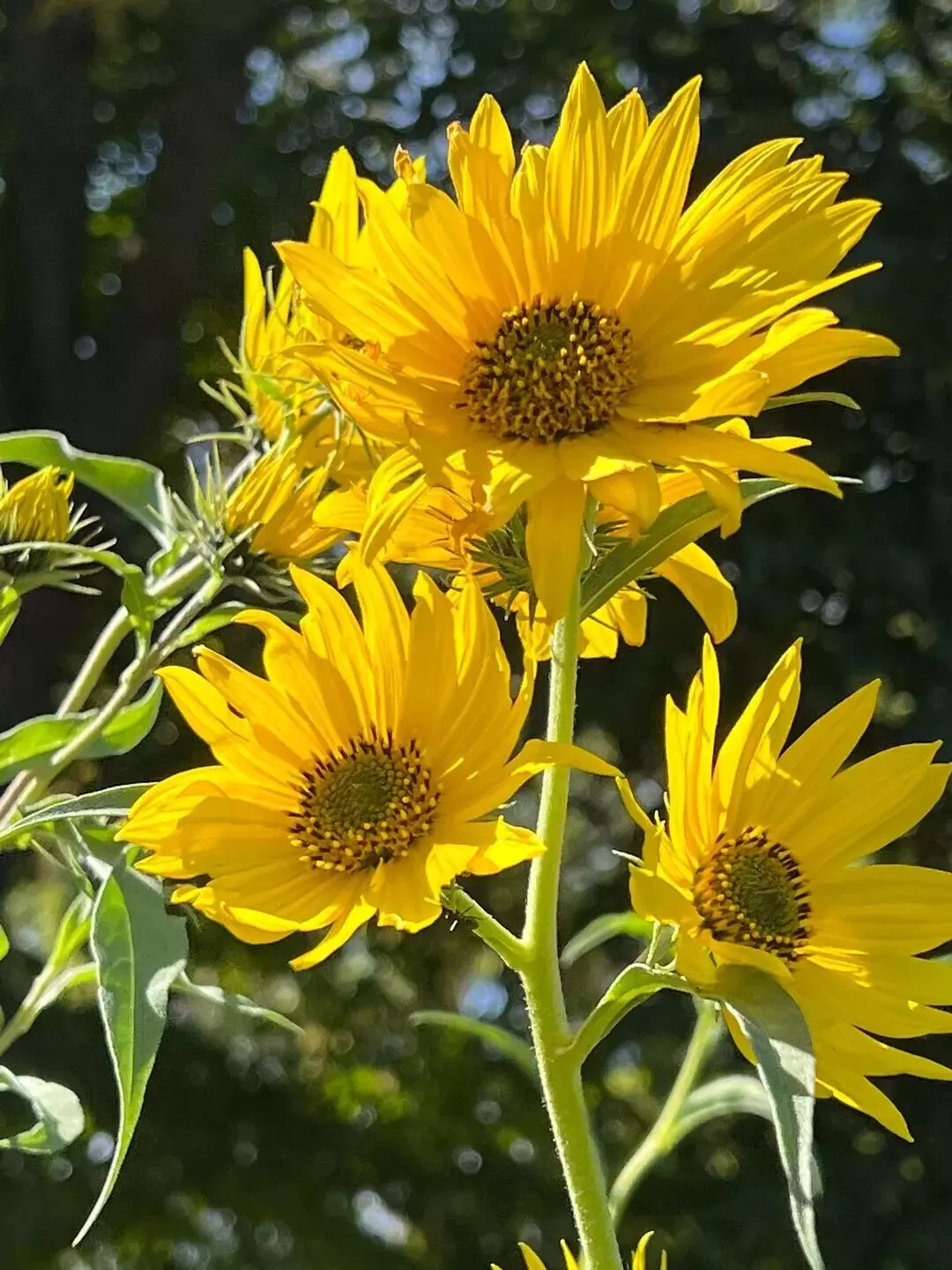 200+ Maximilian Sunflower Seeds - £3.15 GBP