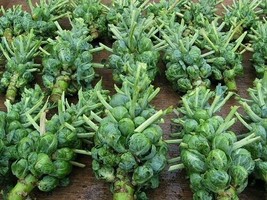 Brussel Sprouts Catskill Seeds 300+ Vegetable  Heirloom  From US - £5.69 GBP