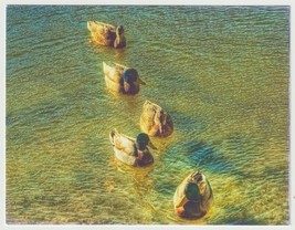 Ducks at Drachmans Park Tucson Arizona Vintage Postcard Unposted - £2.71 GBP