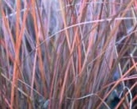 USA Seller Ornamental Grass Carex Buchananii Showstopper Copper Red 10 S... - $18.00