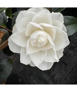 Camellia Sasanqua Chisato No Aki Fall Blooming Camellia 1 Gallon Pot Liv... - $1,302.65 CAD