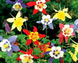 Columbine Mckana Giants Seeds 200 Perennial Flower Mixed Colors Fast Shi... - $8.99