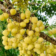 Currant / Otaheite Gooseberry (Phyllanthus acidus) Live Fruit Tree 2’-3’ tall - £68.15 GBP