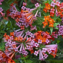 15 seeds Hummingbird Flower house plant  garden flowers From us - £7.92 GBP