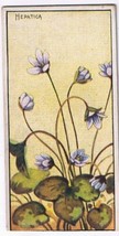Cowan Co Toronto Card Hepatica Wild Flowers Of Canada - £7.88 GBP