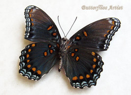 Red Spotted Purple Admiral Limenitis Arthemis Real Butterfly Entomology Display  - £49.56 GBP