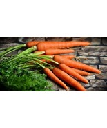 SRN Tendersweet Gourmet Carrot Seeds Home Heirloom Garden - $168.60 MXN