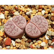 100pcs Lithops pseudotruncatella c187  - £10.75 GBP