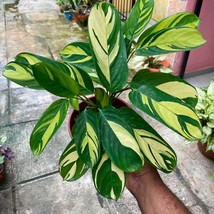 Golden Mosaic Starter Plant 2 Plants Fresh Garden - $53.71 CAD