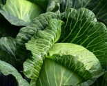 200 Golden Acre Cabbage Seeds Heirloom Non Gmo Fresh Fast Shipping - $8.99