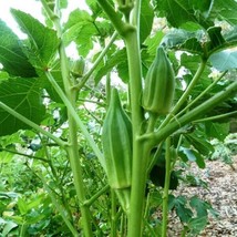 HGBO 30 Seeds Star Of David Okra Seeds Nongmo Gumbo Gombo Bendi Okraseeds From U - $8.72